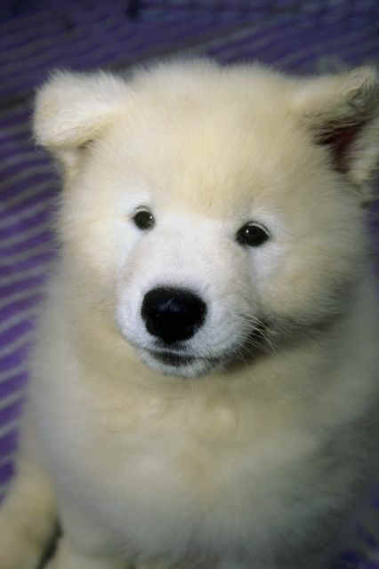 Cute Fuzzy Puppy